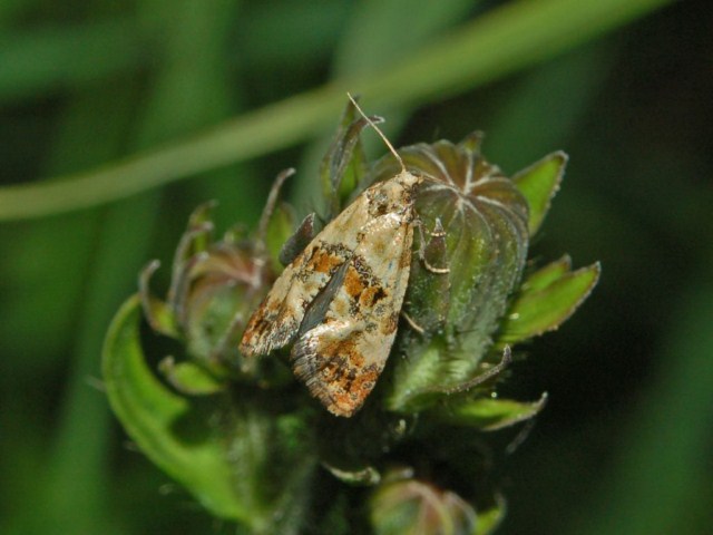 Microlepidottero # 1 - Cochylis cf. salebrana (Tortricidae)